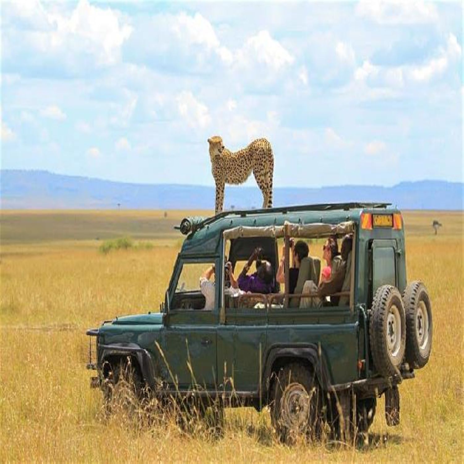 AFRIQUE DU SUD: Découverte & Safari